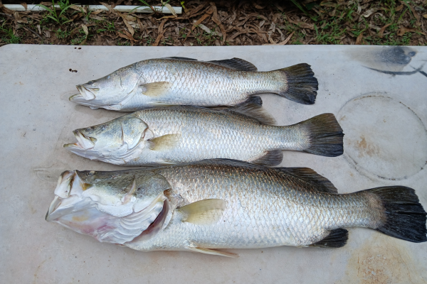 Catching barra dundee