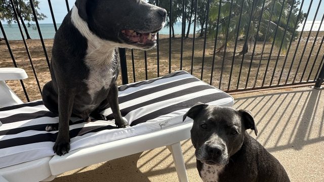 Dog friendly accomodation Dundee beach Sholly Shack