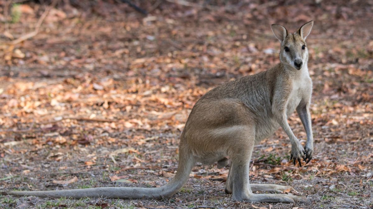 Agile wallaby grazing in the Northern Territory near Dundee Beach