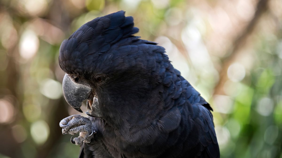 Red-tailed black cockatoo in the Northern Territory