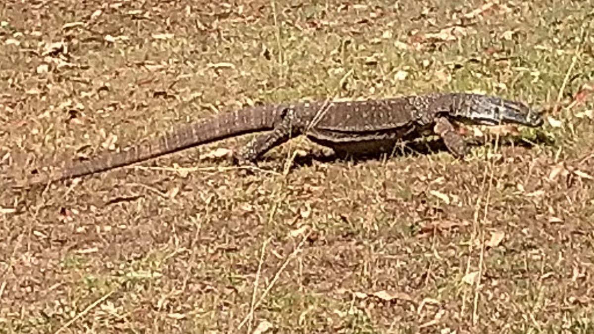 A goanna in the Northern Territory near Dundee Beach