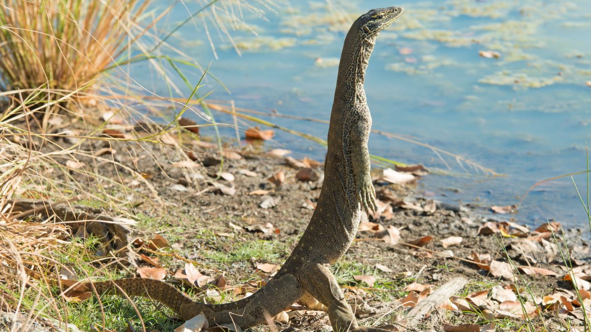 A goanna near the water around Dundee Beach, Northern Territory