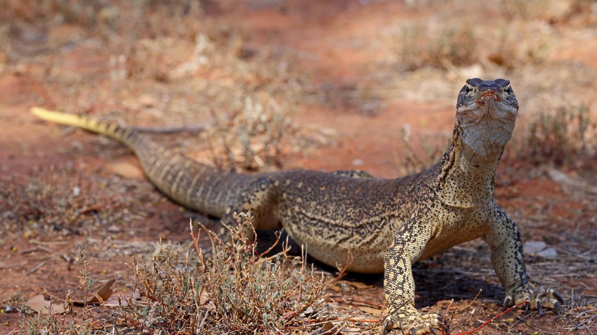 Goanna in the Northern Territory near Dundee Beach