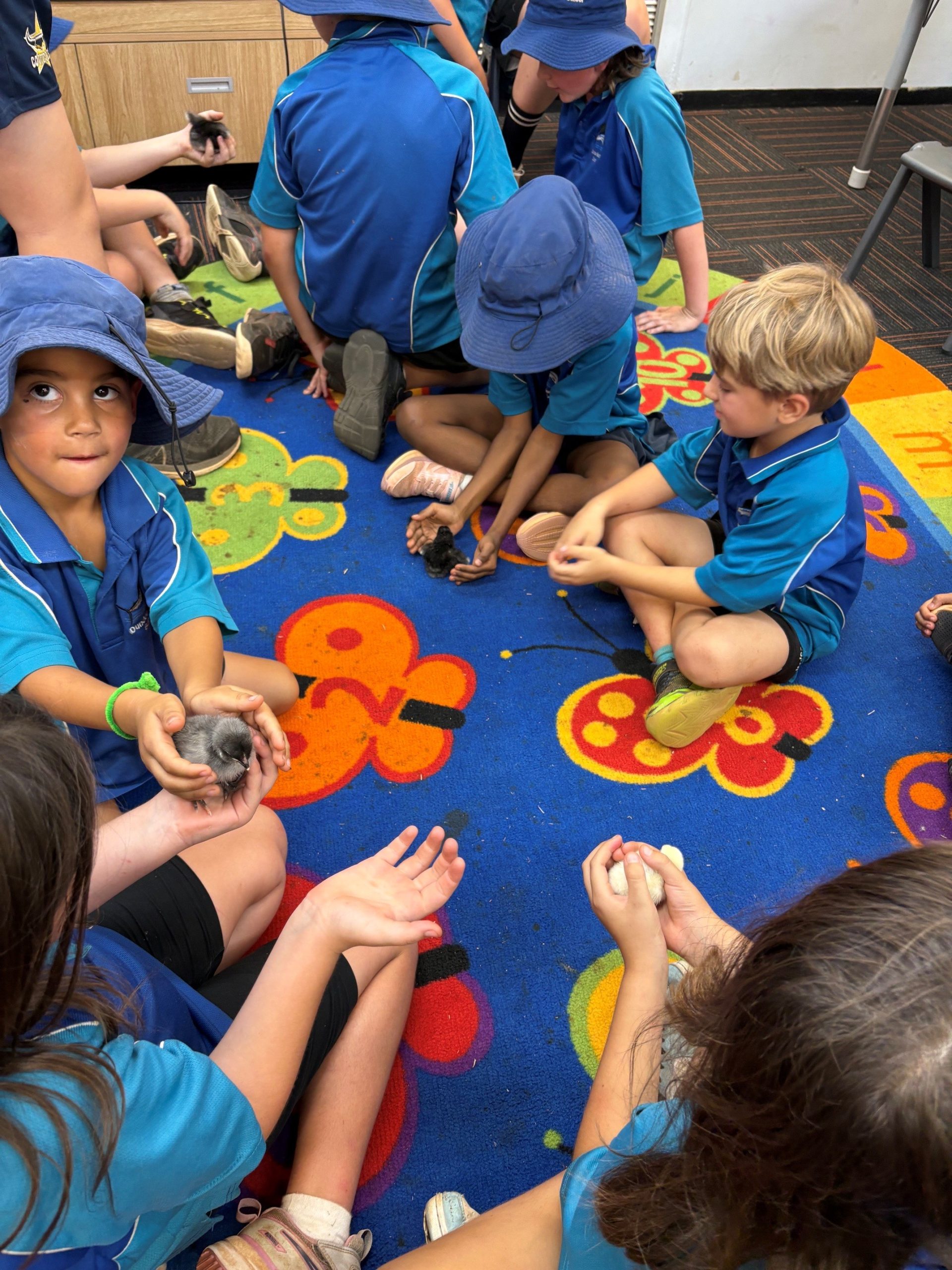 Dundee Beach School students sitting on the classroom mat holding newly hatched chicks