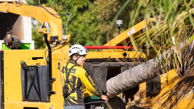 Xtreme Garden Care arborist feeding a palm trunk into a wood chipper on a tree removal job
